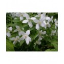 Philadelphus 'Silberregen' - Seringat