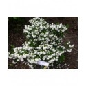 Philadelphus 'Snow Goose' - seringat