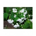 Philadelphus 'Snow Goose' - seringat