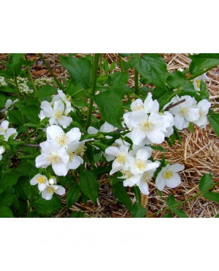 Philadelphus 'Velleda' - seringat