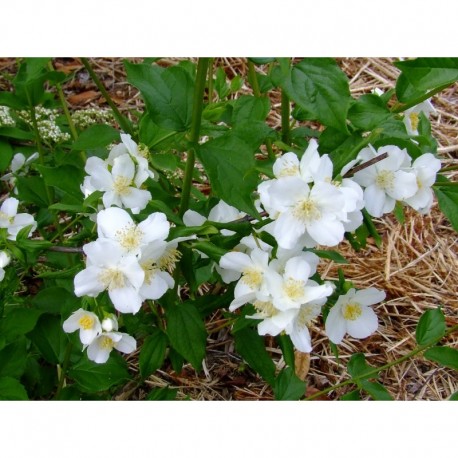 Philadelphus 'Velleda' - seringat