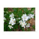 Philadelphus 'Velleda' - seringat