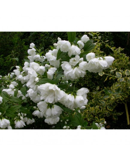 Philadelphus 'White Rock' - Hydrangeaceae - seringat