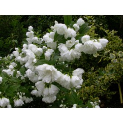 Philadelphus 'White Rock' - Hydrangeaceae - seringat