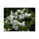 Philadelphus 'White Rock' - Hydrangeaceae - seringat