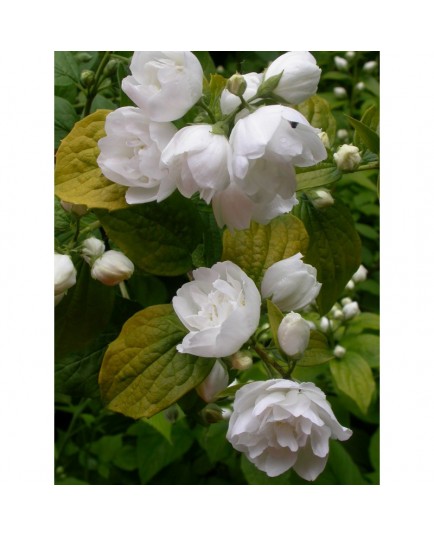 Philadelphus 'Yellow Hill' - Seringat doré