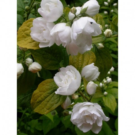 Philadelphus 'Yellow Hill' - Seringat doré