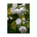 Philadelphus 'Yellow Hill' - Seringat doré