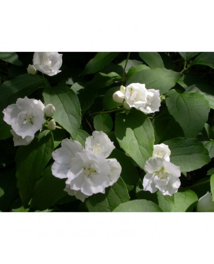 Philadelphus 'Albâtre' - Seringat