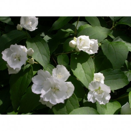 Philadelphus 'Albâtre' - Seringat