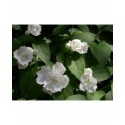 Philadelphus 'Albâtre' - Seringat