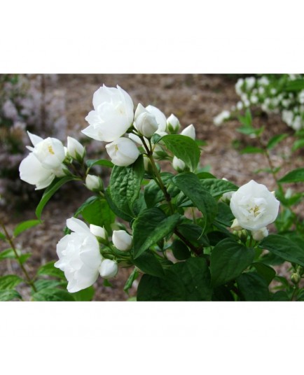 Philadelphus 'Albâtre' - Seringat