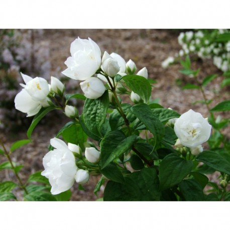 Philadelphus 'Albâtre' - Seringat