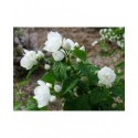 Philadelphus 'Albâtre' - Seringat