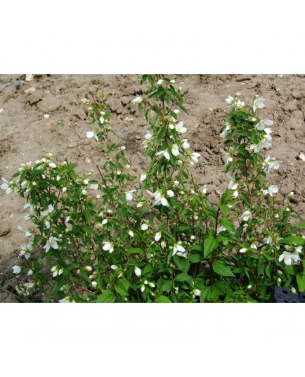 Philadelphus 'Avalanche' - Seringat