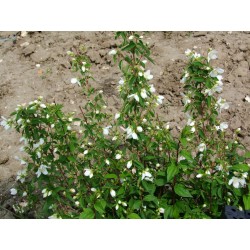 Philadelphus 'Avalanche' - Seringat