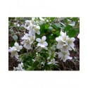 Philadelphus 'Avalanche' - Seringat