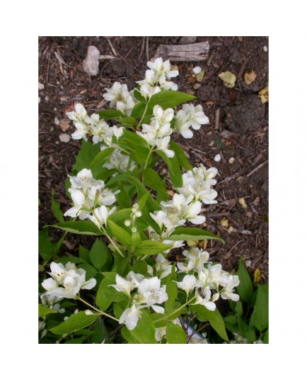 Philadelphus argyrocalyx - Seringat