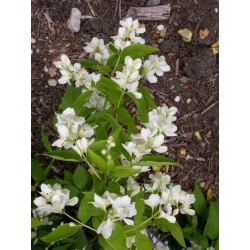 Philadelphus argyrocalyx - Seringat