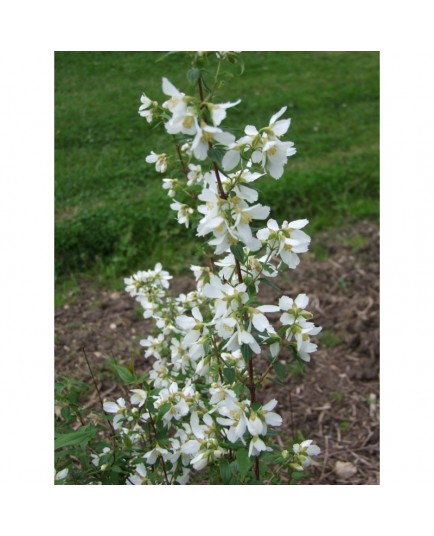 Philadelphus calvescens - seringat