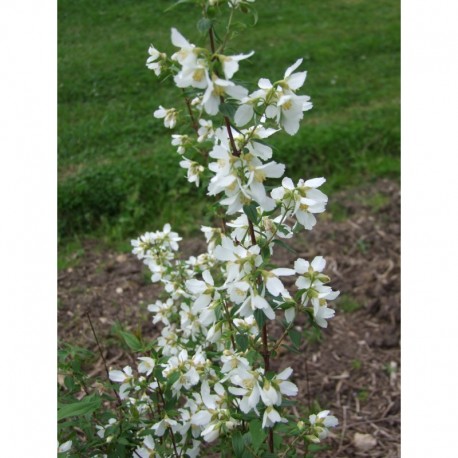 Philadelphus calvescens - seringat