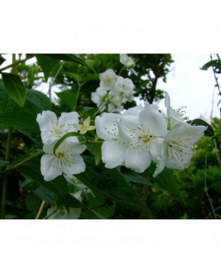 Philadelphus caucasicus - seringat