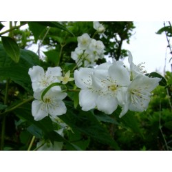 Philadelphus caucasicus - seringat