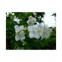 Philadelphus caucasicus - seringat