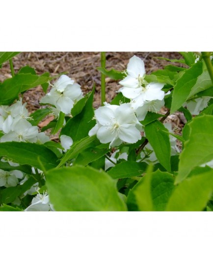 Philadelphus coronarius 'Primuliflorus' - Seringat