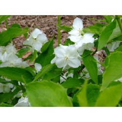 Philadelphus coronarius 'Primuliflorus' - Seringat