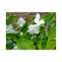 Philadelphus coronarius 'Primuliflorus' - Seringat