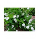 Philadelphus coronarius 'Primuliflorus' - Seringat