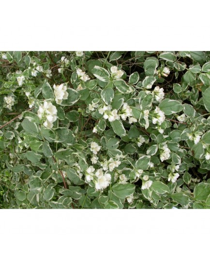 Philadelphus coronarius 'Variegatus' - Seringat