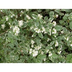 Philadelphus coronarius 'Variegatus' - Seringat