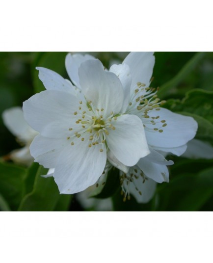 Philadelphus coronarius - Seringat