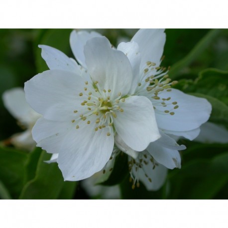 Philadelphus coronarius - Seringat