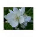 Philadelphus coronarius - Seringat