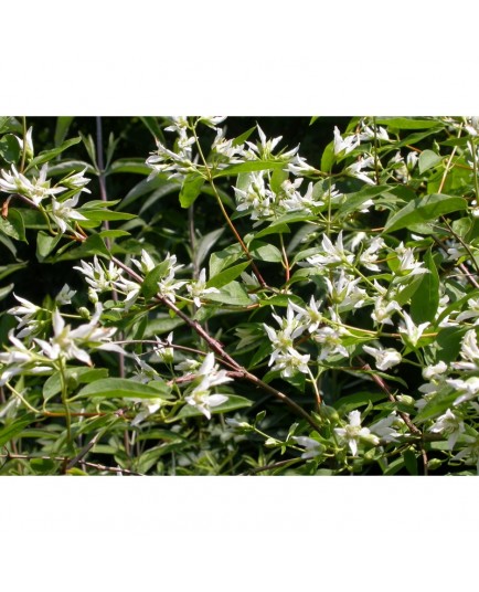 Philadelphus falconeri x 'Croix blanche' - seringat