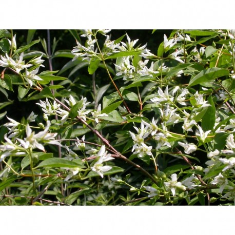 Philadelphus falconeri x 'Croix blanche' - seringat