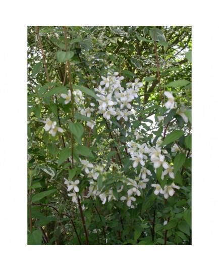 Philadelphus lemoinei x 'Erectus' - seringat