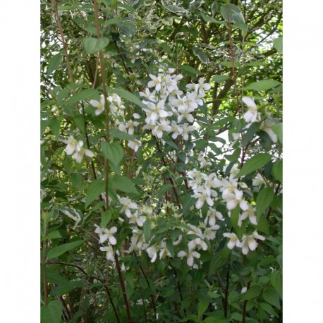 Philadelphus lemoinei x 'Erectus' - seringat