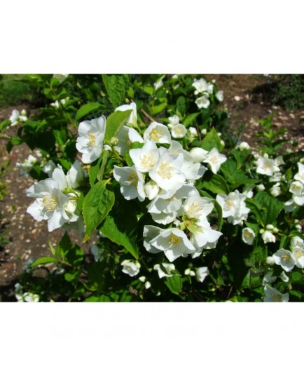 Philadelphus lemoinei x 'Gerbe de neige'- seringat