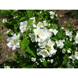 Philadelphus lemoinei x 'Gerbe de neige'- seringat