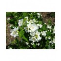 Philadelphus lemoinei x 'Gerbe de neige'- seringat