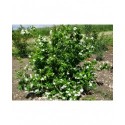 Philadelphus lemoinei x 'Gerbe de neige'- seringat