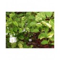 Philadelphus lemoinei x 'Innocence' - Seringat panaché