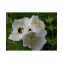 Philadelphus lemoinei x 'Innocence' - Seringat panaché