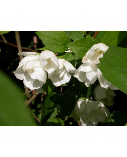 Philadelphus lewisii 'Waterton' - Seringat