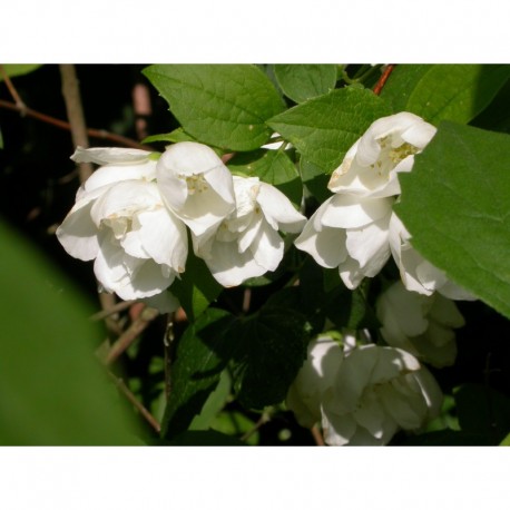 Philadelphus lewisii 'Waterton' - Seringat