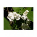 Philadelphus lewisii 'Waterton' - Seringat